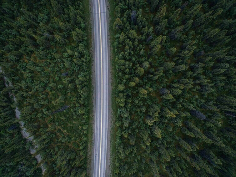 Road Dividing Trees